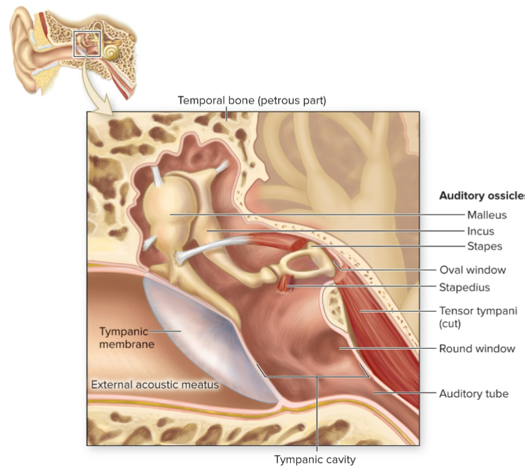 <p>What is the stapes?</p>