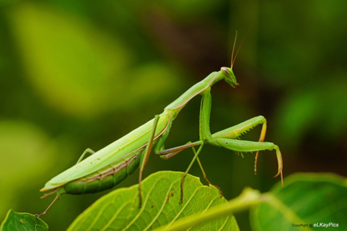 <p>Mantids</p>
