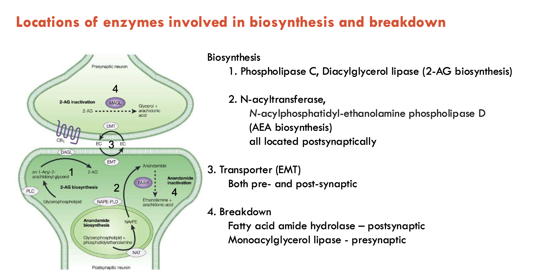 <p><strong>Biosynthesis enzymes</strong></p><ol><li><p>PLC, DGL (for 2-AG biosynthesis) are found <u>postsynaptically</u></p></li><li><p>N-acyltransferase, N-acylphosphatidyl-ethanolamine PLD (for anandamide biosynthesis) are found <u>postsynaptically</u></p></li></ol><p><strong>Transporters</strong> (EMT) are found both <u>pre-</u> and <u>post-synaptically</u></p><p><strong>Breakdown enzymes</strong></p><ol><li><p>FA amide hydrolase - <u>postsynaptic</u></p></li><li><p>Monoacylglycerol lipase - <u>presynaptic</u></p></li></ol><p></p>
