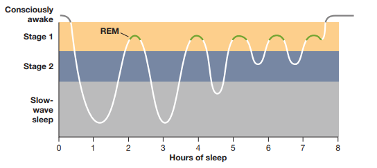 This chart shows how you progress through the different stages of sleep through the night
