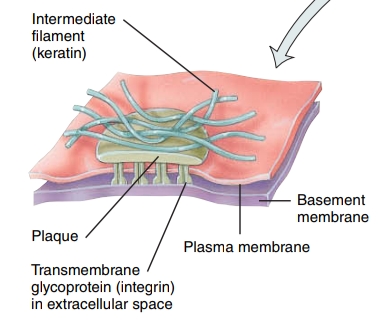 <p>these resemble desmosomes, but they do not link adjacent cells - they are attached to the basement membrane via laminin</p>