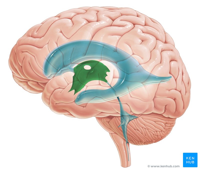 <p>Choroid plexus</p>