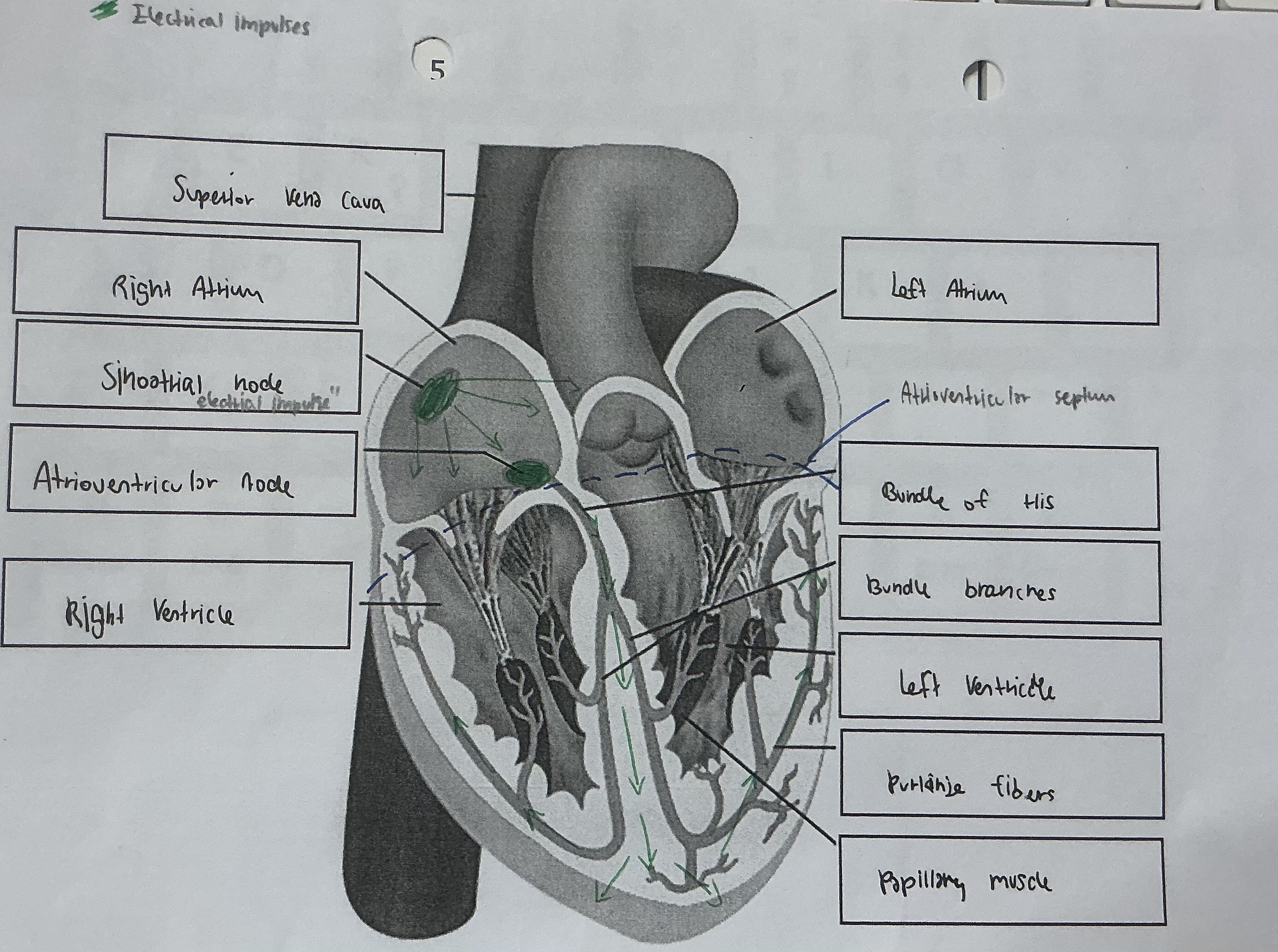 knowt flashcard image