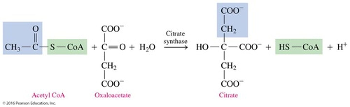 <p>Catalyzes the condensation of acetyl CoA and oxaloacetate to yield citrate.</p>