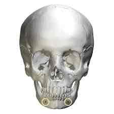 <p><span>Name this foramina</span></p>