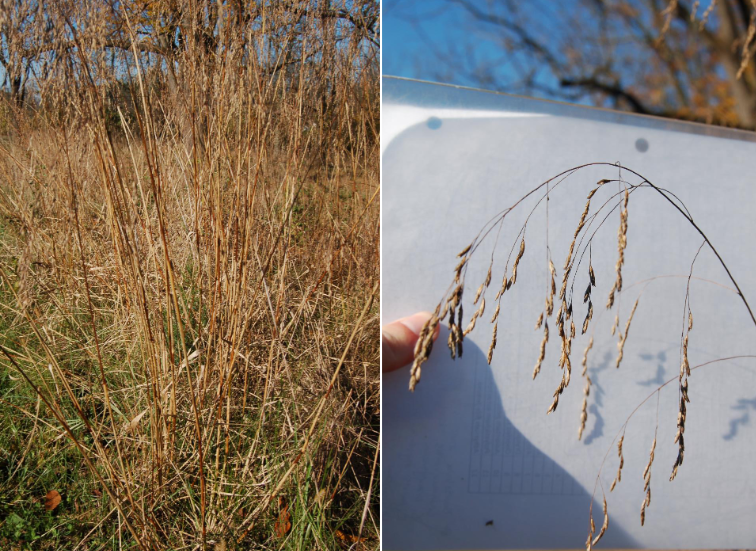 <p>primarily basal leaves, drooping habit, sparse, food source for birds</p>