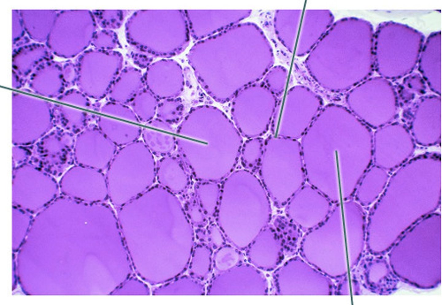 <p>Name this gland and hormones produced</p>