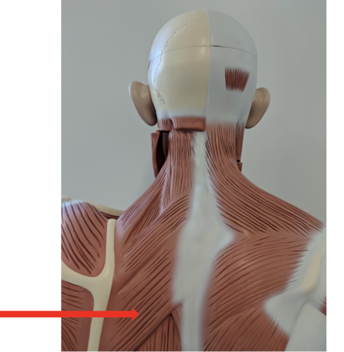 <p>what is this?</p>