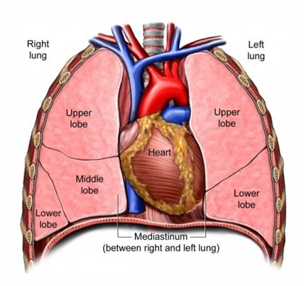 <p>what makes up the thoracic cavity</p>