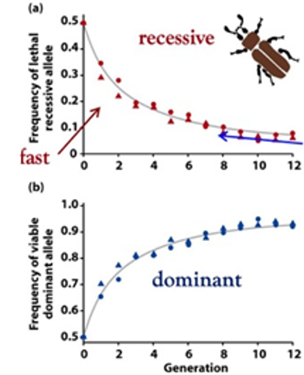 <p>After several generations the recessive allele frequency is approaching 0%, while the frequency of the dominant allele is approaching 100%. The slowing down is because the number of recessives hidden in heterozygotes increases in time and selection against the lethal allele is less and less efficient. For these reasons, recessive disease alleles are difficult to purge from sexual populations</p>