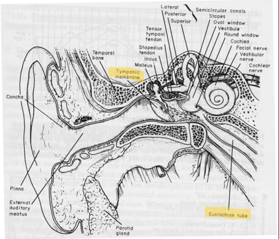 <ul><li><p>Tympanic Membrane</p></li><li><p>Tympanic Muscles</p></li><li><p>Auditory Ossicles</p></li><li><p>Eustachian Tube</p></li></ul><p></p>