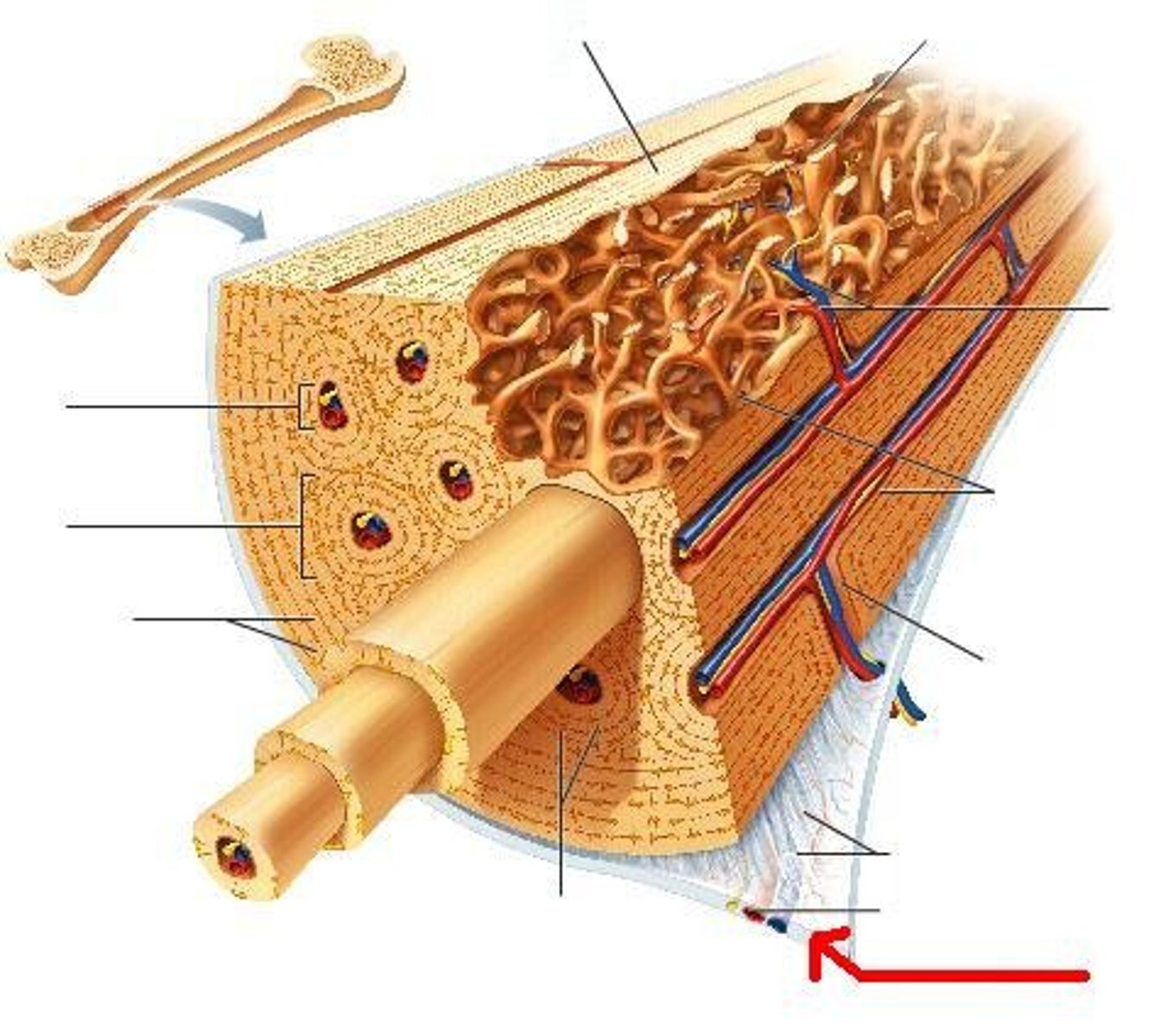 <p>the fibrous tissue that covers the diaphysis</p>