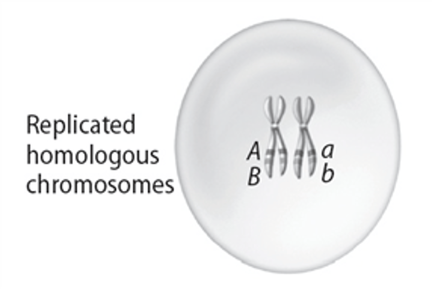 <p>The gamete genotypes would be AB, Ab, ab, and aB.</p>