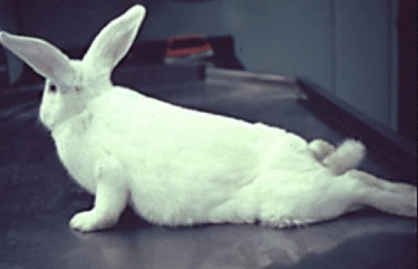 <p>10-month-old intact male New Zealand White rabbit is part of a drug study. Staff lost their grip on him when picking him up, the rabbit kicked, vocalized ("screamed"), and was paraplegic immediately after. What is the presumptive diagnosis</p>