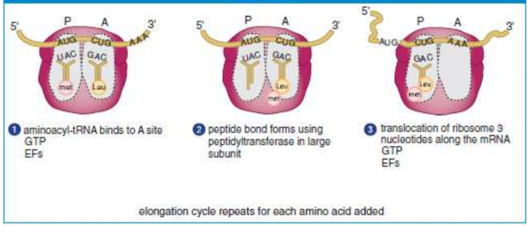 <p>continuation of translation; three-step cycle that is repeated for each amino acid added to the protein after the initiator, methionine; moves in the 5′ to 3′ direction, amino (N-) to carboxyl (C-) terminus</p>