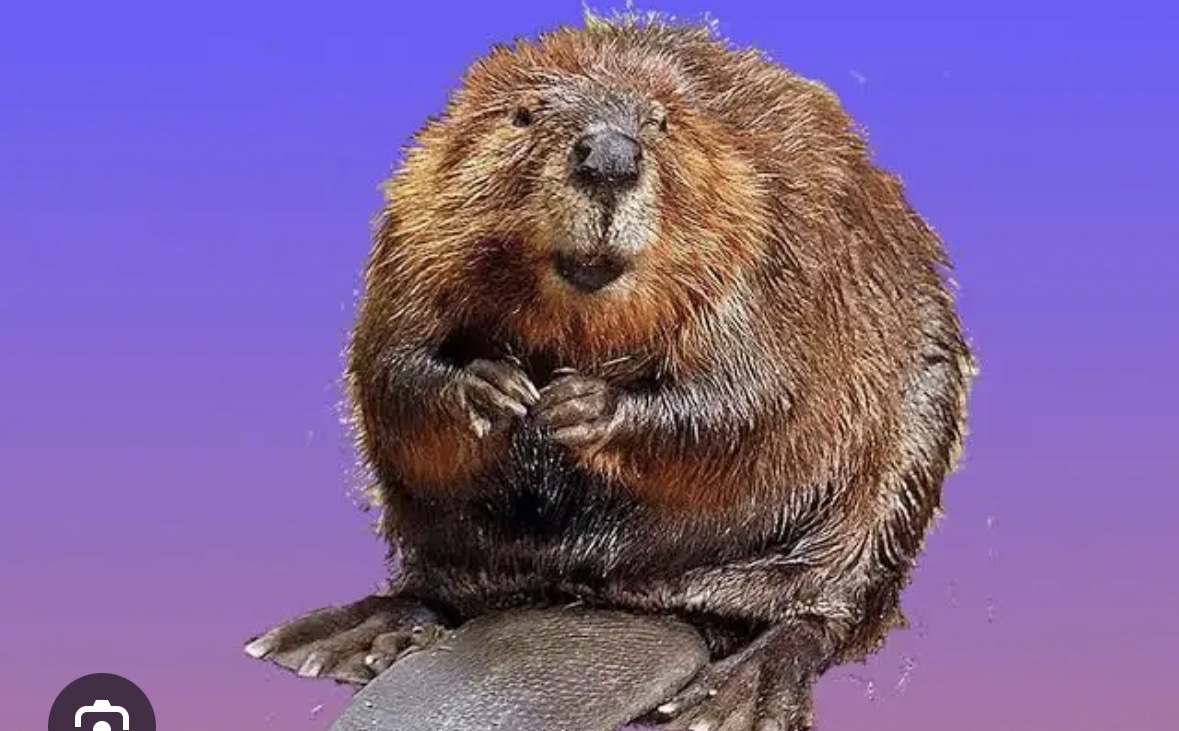 <p>north american beaver</p>