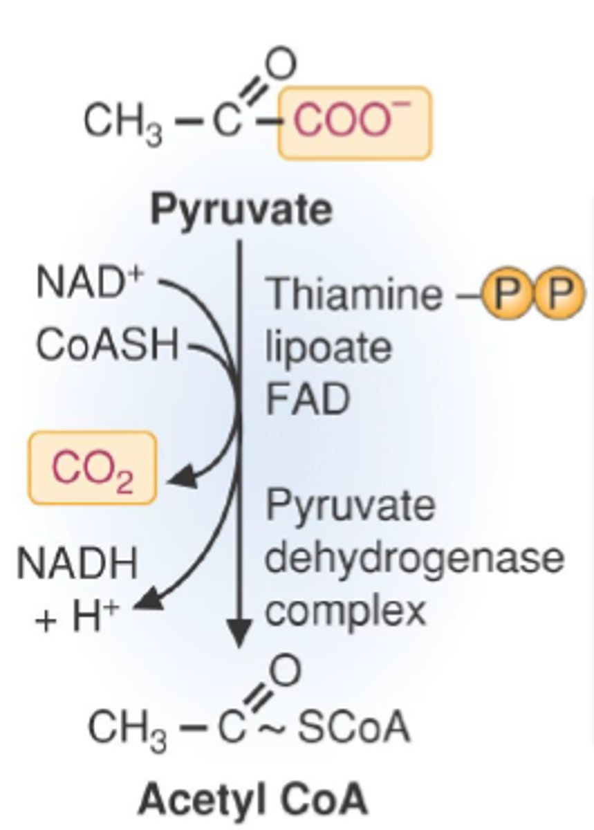 <p>oxidative decarboxylation, pyruvate oxidized to acetyl-CoA (loses a carbon)</p><p>uses up CoA, NAD+ reduced to NADH, releases CO2</p><p>TPP- prosthetic group which is a covalently bound cofactor that helps with decarboxylation, derived from thiamine (vitamin B)</p><p>thiamine deficiency would increase rate of anaerobic glycolysis</p><p>allosteric regulation- ATP and fatty acids inhibit, since acetyl-CoA goes to fatty acid synthesis and ATP synthesis</p>