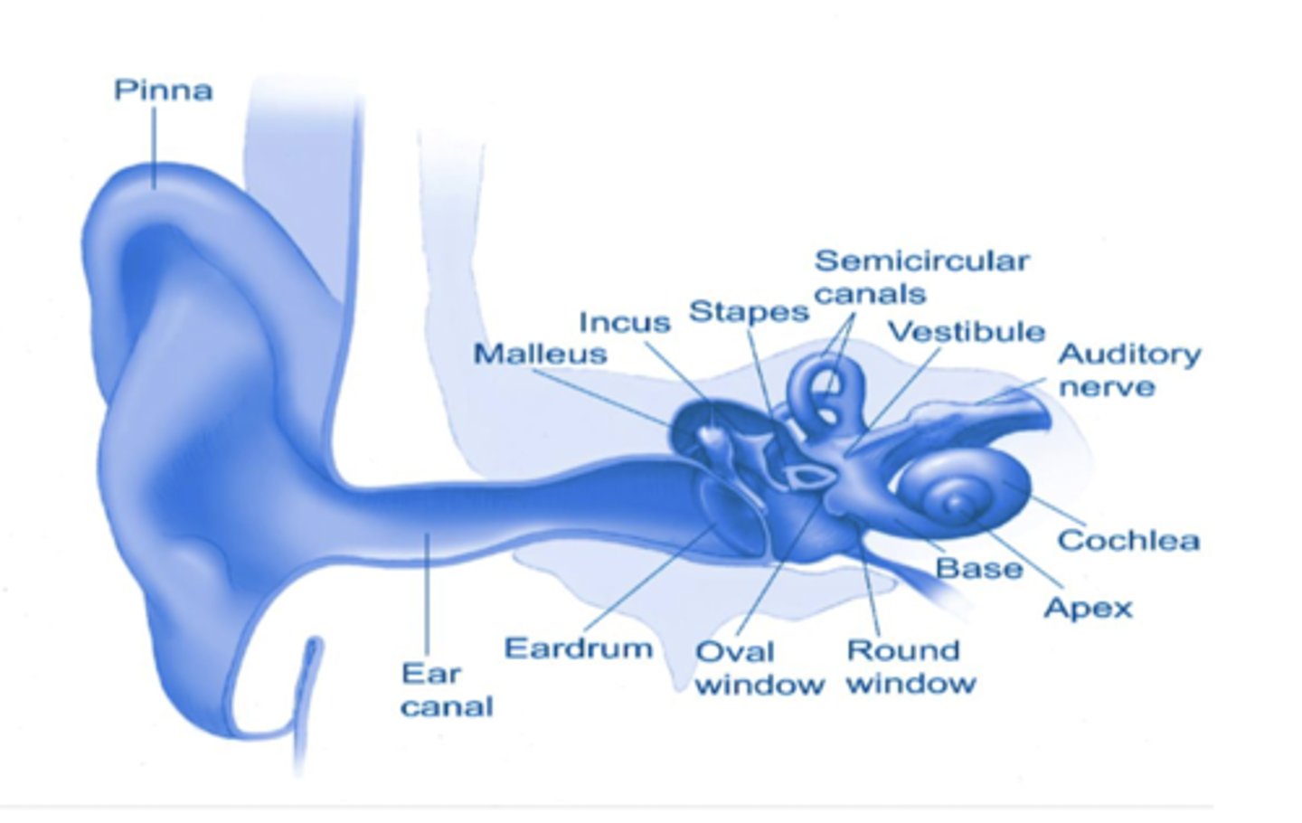 <p>inner ear: malleus, incus, stapes</p><p>• cochlea</p>
