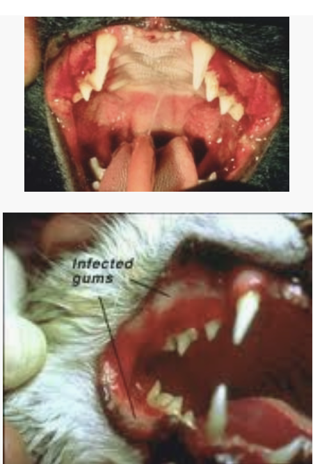 <p>If no clinical signs are present</p><p>• No treatment is indicated</p><p>• Cat should be kept strictly indoors and</p><p>should not be vaccinated (may consider</p><p>vaccinating with only KILLED vaccines)</p><p>• If clinical signs are present</p><p>• Always look for underlying disease</p><p>• FIV alone is typically not responsible for</p><p>clinical signs</p><p>• Treat underlying disease as indicated</p>
