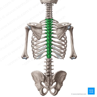 <p>Axial skeleton- Back bones</p>