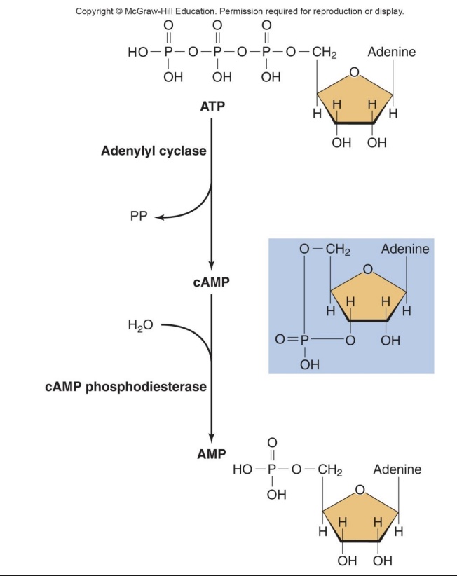 <p><strong>-adenyl cyclase:</strong> catalyzes reaction, increase cAMP</p><p><strong><mark data-color="yellow" style="background-color: yellow; color: inherit;">-cAMP phosphdiesteraste</mark></strong><mark data-color="yellow" style="background-color: yellow; color: inherit;">:</mark> terminates the response, decreases cAMP</p>