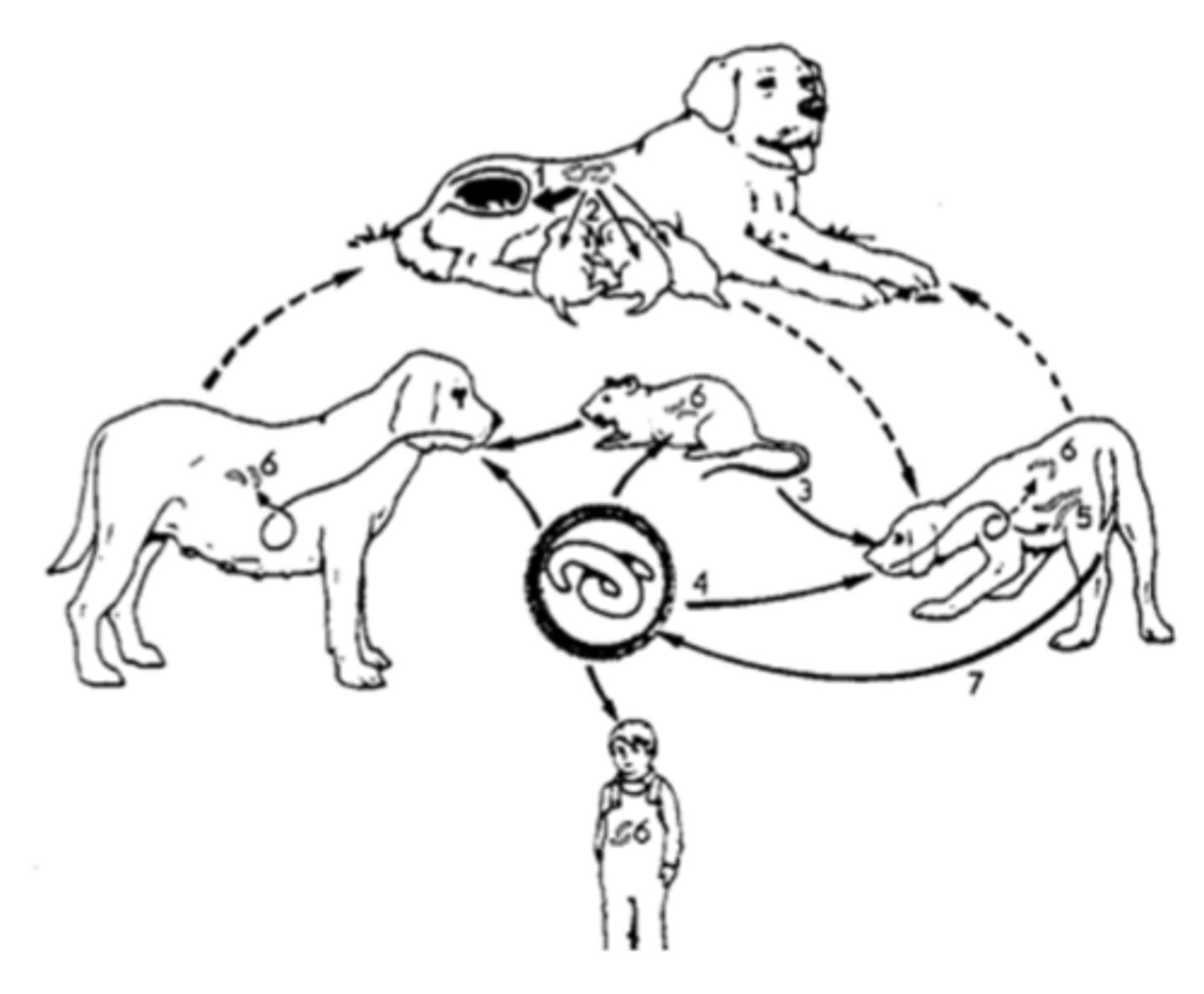 knowt flashcard image