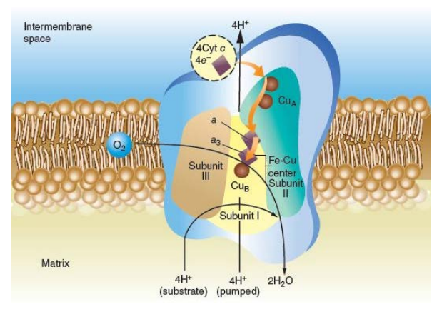 <ol><li><p><strong>Cytochrome oxidase</strong></p></li><li><p><strong>catalyzes the four-electron reduction of O2 to form H2O</strong></p><ol><li><p><strong>O2 accept one electron at a time </strong></p></li><li><p><strong>Might form ROS</strong></p></li></ol></li><li><p><strong>Homodimer:</strong></p><ol><li><p><strong>Each monomer of the complex contains divided on :</strong></p><ul><li><p><strong><em>14 cytochromes a and a3.</em></strong></p></li><li><p><strong><em>Three copper ions.</em></strong></p></li></ul><ol><li><p><strong><em>Subunit I:</em></strong></p><ol><li><p><em>Located centrally</em></p></li><li><p><em>Contains :</em></p><ol><li><p><em>Heme a</em></p></li><li><p><em>Binuclear Fe-Cu center: Fromed by </em></p><ol><li><p><em>The heme a3 </em></p></li><li><p><em>CuB (Copper)</em></p></li></ol></li></ol></li></ol></li><li><p><strong><em>Subunit II:</em></strong></p><ol><li><p><strong><em>Contains :</em></strong></p><ol><li><p><em>Binuclear Cu-Cu Center: which is 2 CuA molecules (2 Copper)</em></p></li></ol></li></ol></li><li><p><strong><em>Subunit III:</em></strong></p><ol><li><p><em>facilitates the transport of four protons from the matrix to the IMS</em></p></li></ol></li><li><p><strong><em>There are more overall (14 subunits)</em></strong></p></li></ol></li></ol></li><li><p><strong>Movement of electrons :</strong></p><ol><li><p><strong><em>4 electrons move from Cyt C to CuA in subunit II one at a time</em></strong></p></li><li><p><strong><em>the electrons then move to Cyt A</em></strong></p></li><li><p><strong><em>Then a3-CuB</em></strong></p></li><li><p><strong><em>the reaction starts occuring to</em></strong></p><ol><li><p><em>Pump 4 H+ to intermembrane space</em></p></li><li><p><em>Take 4 H+ from matrix one at a time to react them with O2 to finally reduce them and form 2H2O molecules</em></p></li></ol></li></ol></li><li><p><strong>The general equation is :</strong></p><ol><li><p><em>4 Cyt C (Fe2+) + 8 H+(matrix) + O2 → 4 Cyt C (Fe 3+) + 2 H2O + 4 H+ ims</em></p></li></ol></li><li><p><strong>It is the only complex where electrons don’t leak</strong></p></li><li><p><strong>ATP-binding sites at Cyt c and complex IV which inhibits them and decreases their activity greatly </strong></p></li></ol>