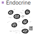 <p>Endocrine tumors</p>