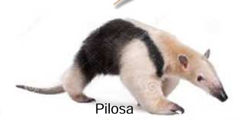 <p><strong>(Sloths &amp; Anteater</strong><br><span>Uñas delanteras alargadas para excavar o colgarse de las ramas de arboles</span><br><span>Incisivos y caninos ausentes</span></p>