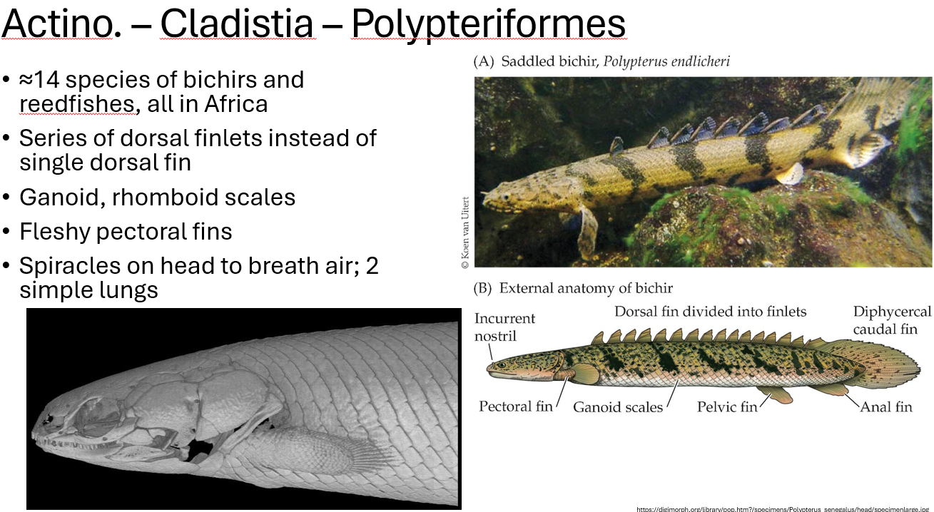 <p><span>•≈14 species of bichirs and reedfishes, all in Africa</span></p><p><span>•Series of dorsal finlets/little fins instead of single dorsal fin</span></p><p><span>•Ganoid, rhomboid scales</span></p><p><span>•Fleshy pectoral fins</span></p><p><span>•Spiracles/little openings on head to breath air; 2 simple lungs</span></p>