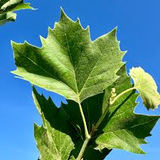 <p>Platanaceae</p>