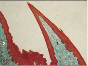 <p>Identify the structure:</p><p>Specie:</p><p>Parts:</p><p>1.__ 2. __ </p><p>Stain used:</p>