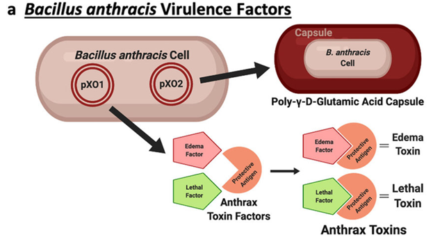 <ul><li><p><strong>Lethal factor</strong> (LF)</p></li><li><p><strong>Edema factor </strong>(EF)</p></li><li><p><strong>Protective antigen </strong>(PA).</p></li></ul><p></p><p><a target="_blank" rel="noopener noreferrer nofollow" class="link" href="https://youtu.be/T1mlakCyscM?t=189" download="true">Video 1</a> | <a target="_blank" rel="noopener noreferrer nofollow" class="link" href="https://www.youtube.com/watch?v=nLAVTQwXc48" download="true">Video 2</a></p>