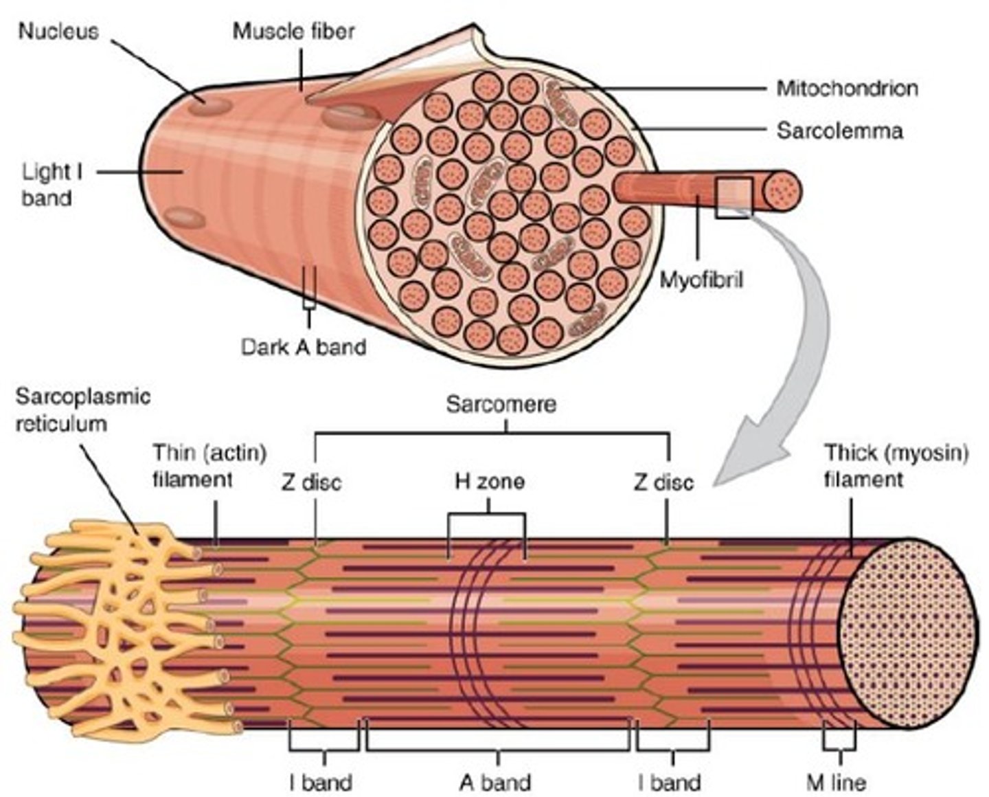 <p>The ability of an organism to locomote and move from one location to another.</p>