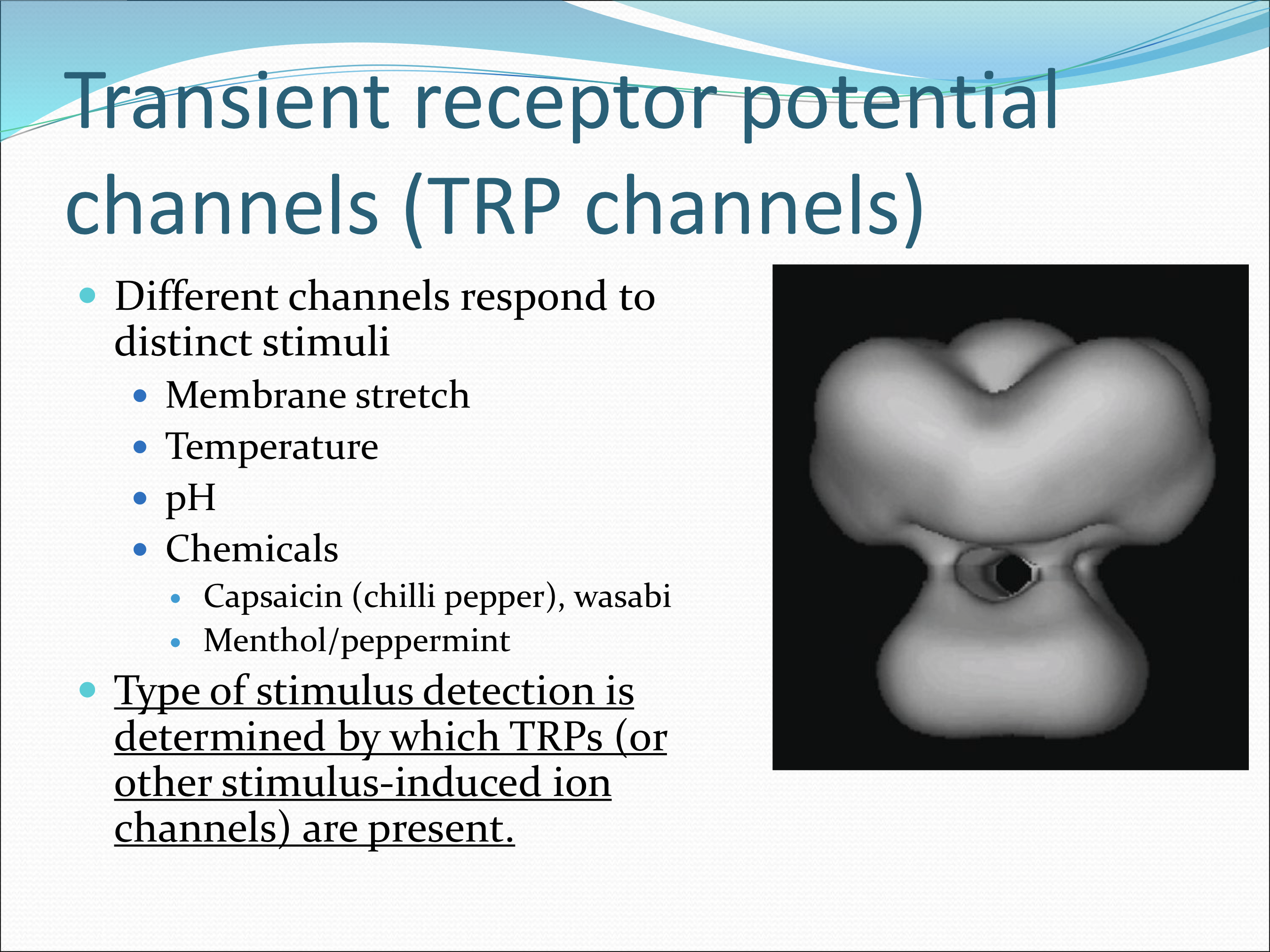 <p>Numerous channels that determine what type of stimulus to which the sensory receptors respond to, such as membrane stretch, temp, pH, and chemicals such as capsaicin, wasbi, menthol/peppermint. </p>