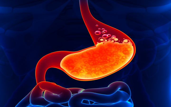 <p>How does stomach acid help the immune system</p>