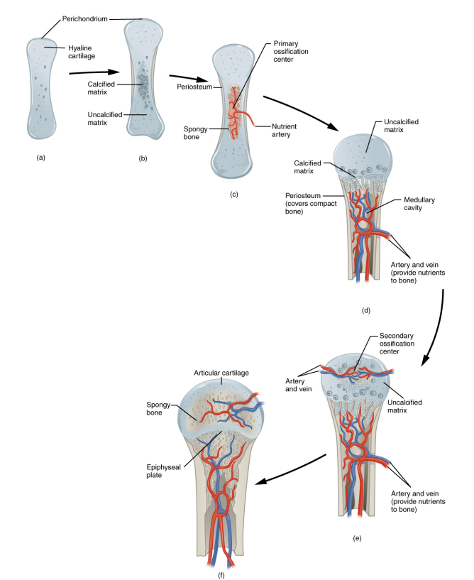 <p>region, deep in the periosteal collar, where bone development starts during endochondral ossification</p>