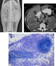 <p>Renal feline lymphoma </p>