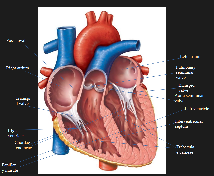 <p></p><p>inner heart</p>