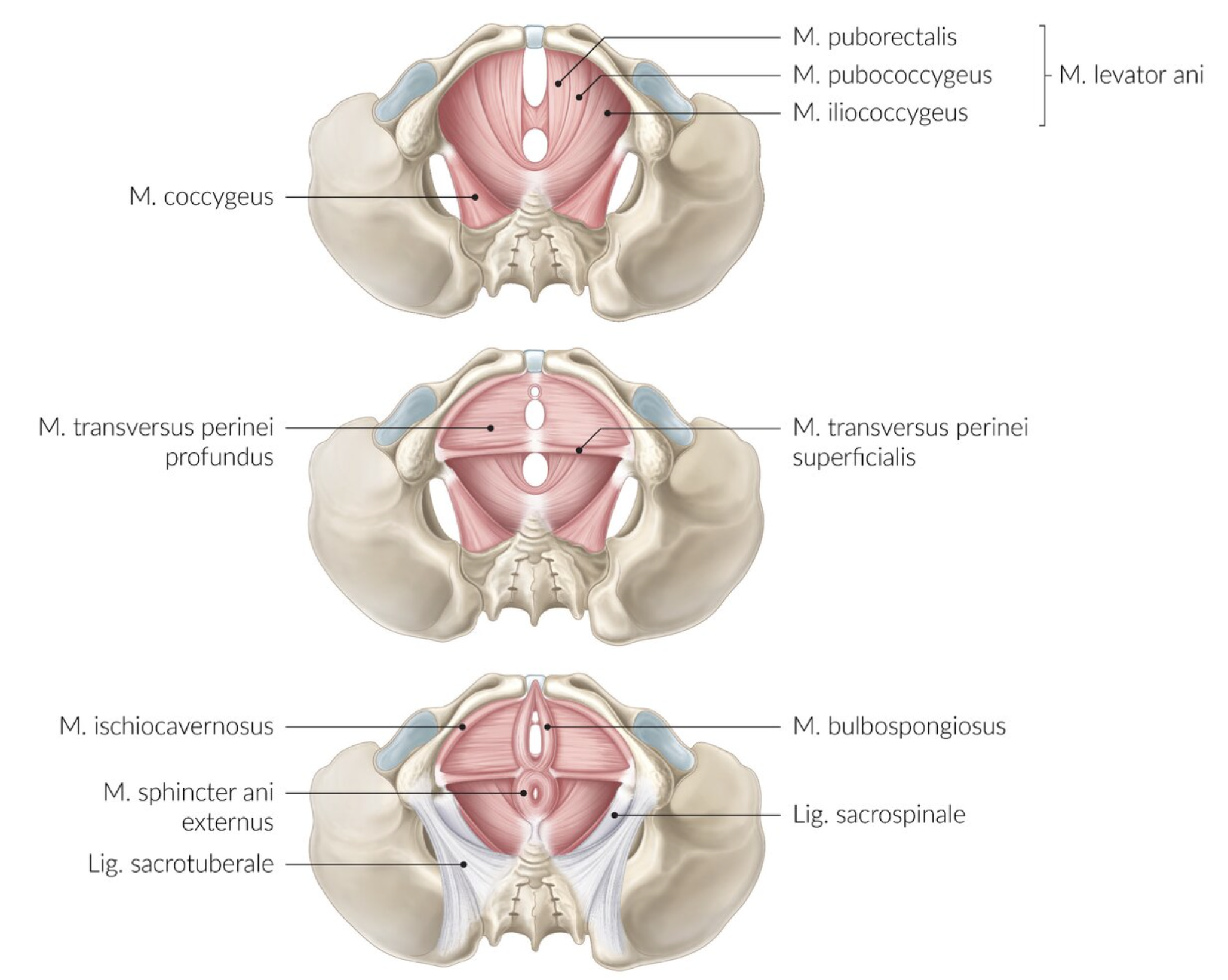 <p>E. Deep transverse perineal muscle (M. transversus perinei profundus)</p>