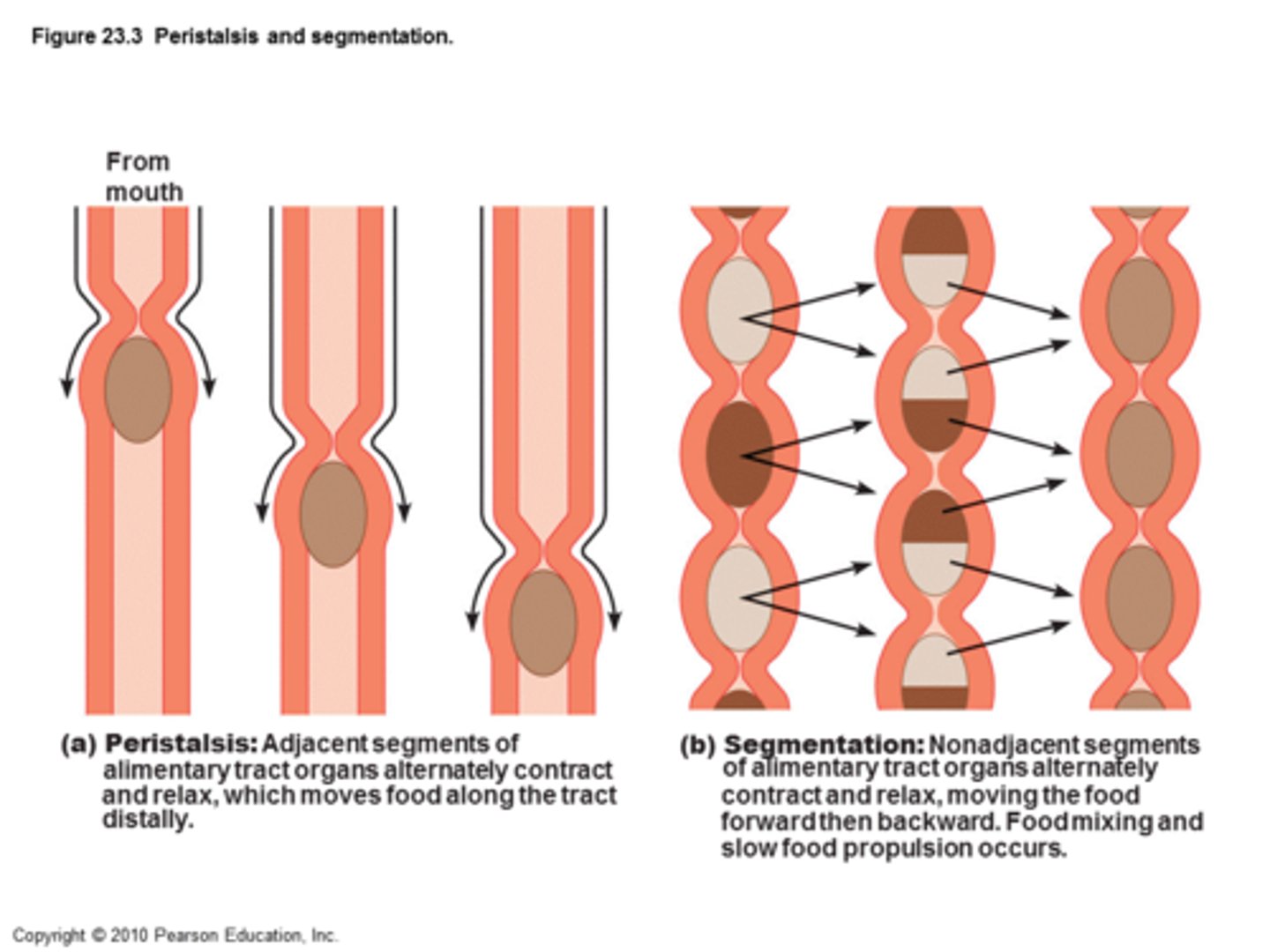<p>Localized rhythmic constrictions of the small intestine that mix food with digestive juices and increase the rate of absorption</p>
