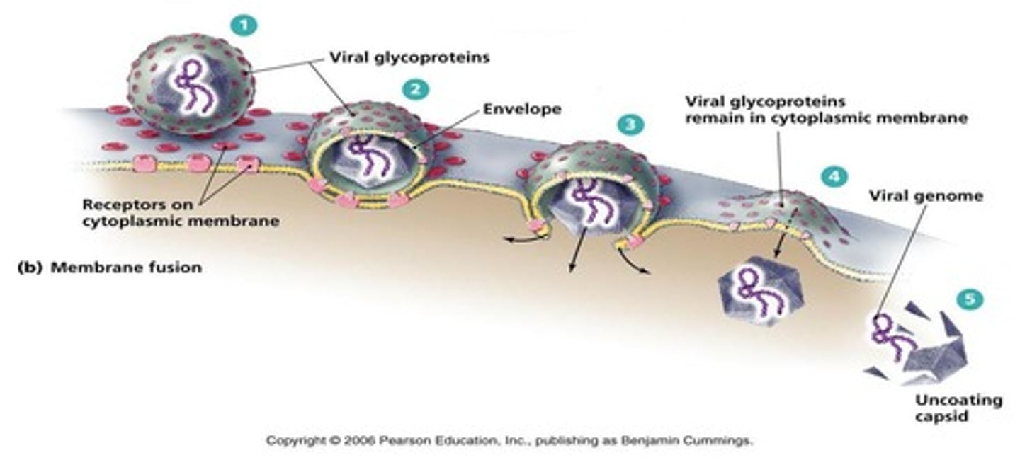 <p>enveloped viruses because they are made of the same stuff as the cell membrane and can thus be undetected</p>