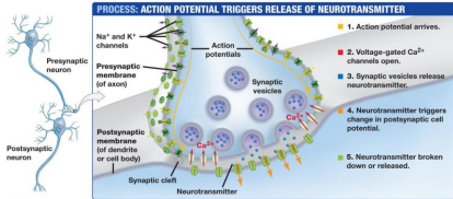 <p>Ca<sup>2+</sup> and Neurons:</p><ul><li><p>Stimulates secretion of ___ from the ___ ___</p></li><li><p>Docking and fusion is mediated by ___-___ and ___-___ proteins that are allowed to interact by ___ which is a Ca sensor in the vesicle</p></li></ul><p></p>