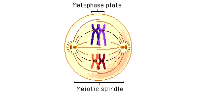 <p>the tetrads line up in the equator of the cel and the kinetochore fibers from the centrioles attach to the centromere of the chromosomes</p>