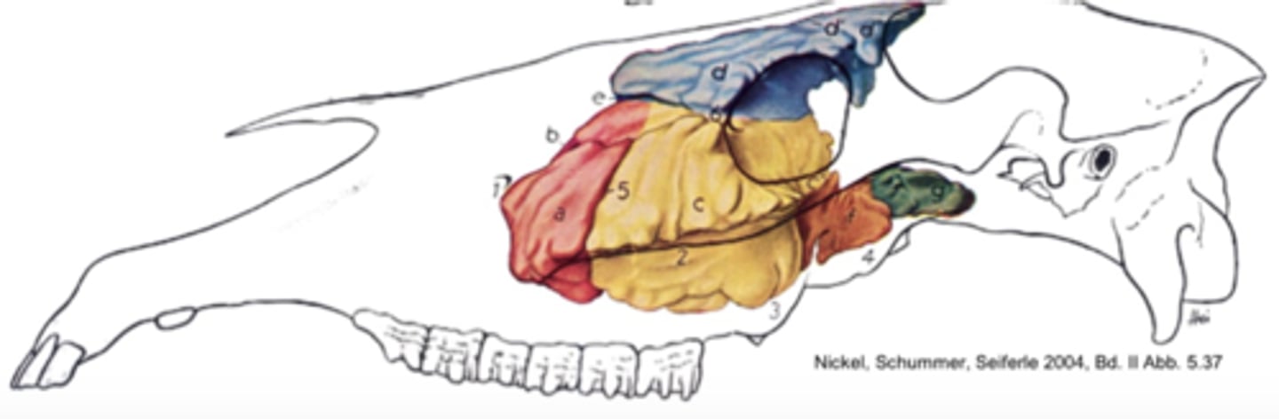 <p>I forbindelse med undersøgelse af en hest, der præsenteres med unilateral næseflåd, finder du en dæmpning ved perkussion af det markerede (rød) område. Hvilken sinus svarer dette område til?</p><p>- Sinus maxillaris rostralis</p><p>- Luftposen</p><p>- Sinus conchofrontalis</p><p>- Sinus conchoventralis</p>