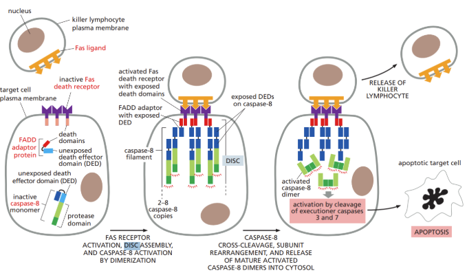 <p><span><u>DISC </u>=&nbsp;death-inducing signaling complex&nbsp;</span></p><ul><li><p class="Paragraph SCXW192760862 BCX0" style="text-align: left"><span>Complex in which initiator caspases interact and are activated after extracellular ligands bind to cell-surface death receptors in the extrinsic pathway of apoptosis&nbsp;</span></p></li></ul><p></p>
