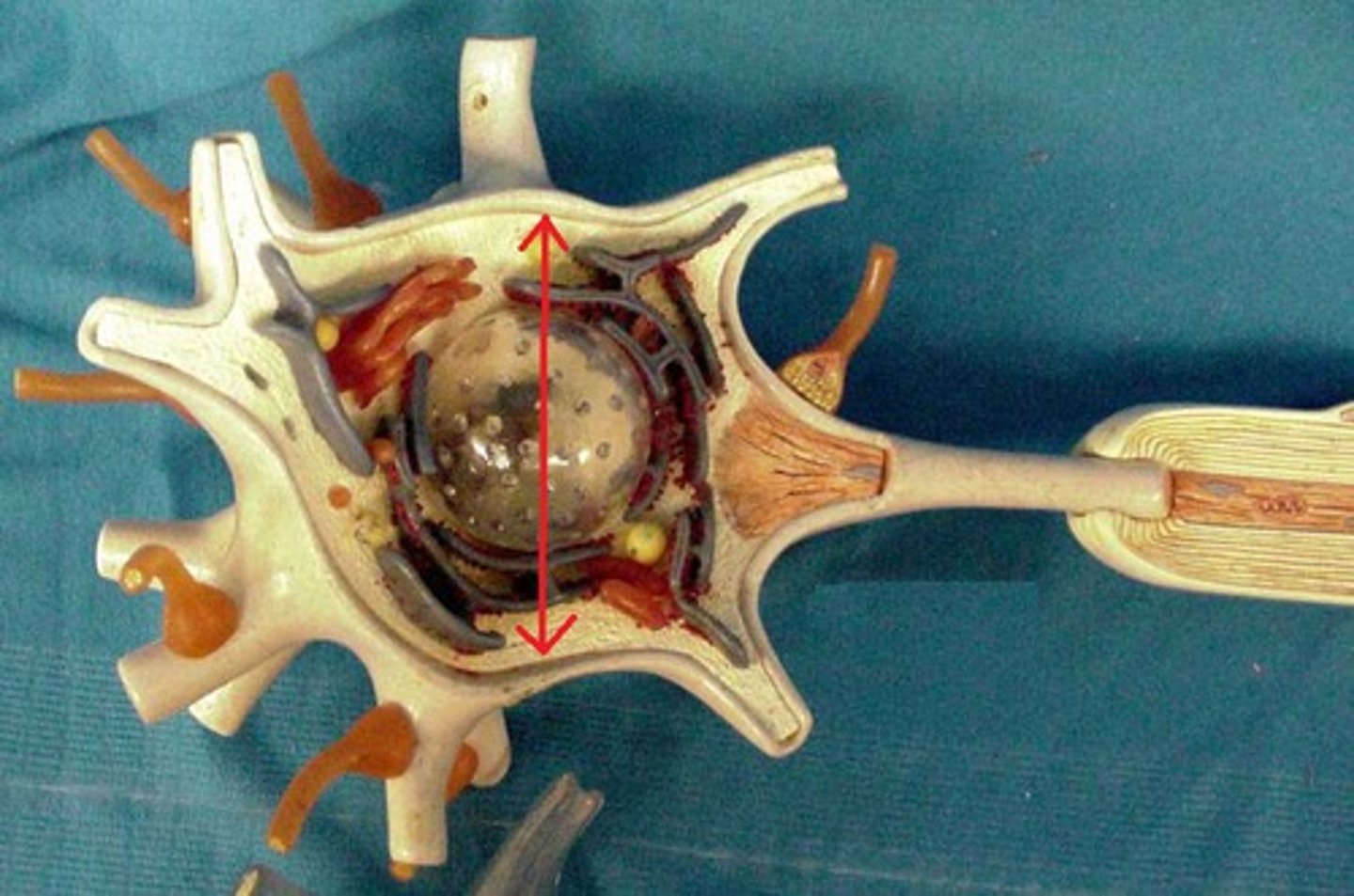 <p>Name this structure</p>