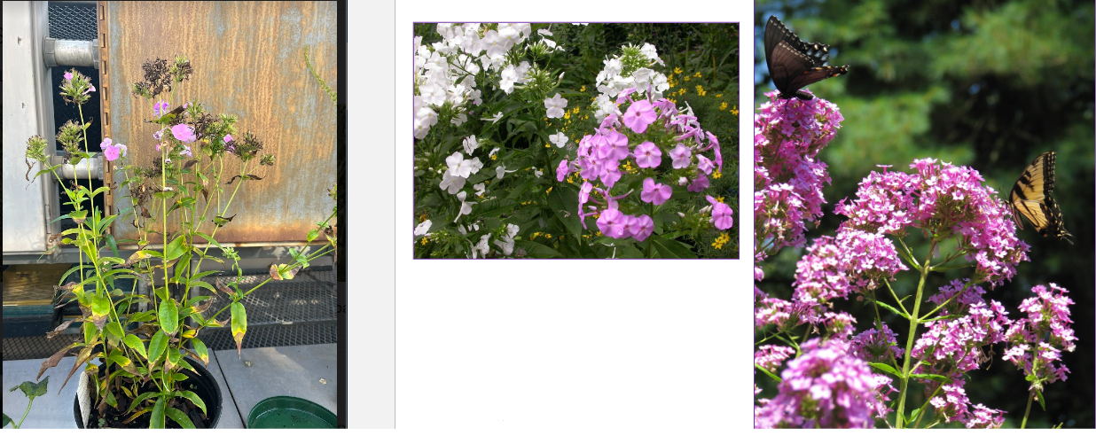 -rounded flower clusters (panicles)