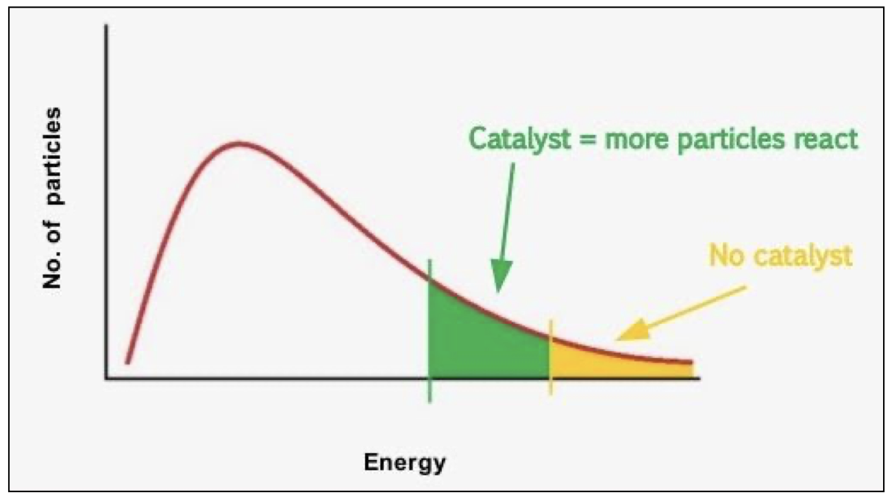 <p>activation energy moves to the left <span><span>on the Maxwell–Boltzmann graph, so more particles have energy equal to or greater than the activation energy</span></span></p>