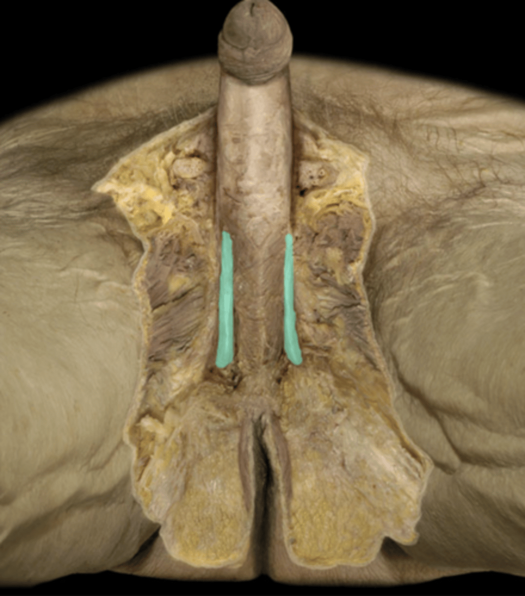 <p>MUSCLE</p>
